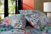 Deyongs 1846 Lane to Fancy Fondant Multi Duvet Set